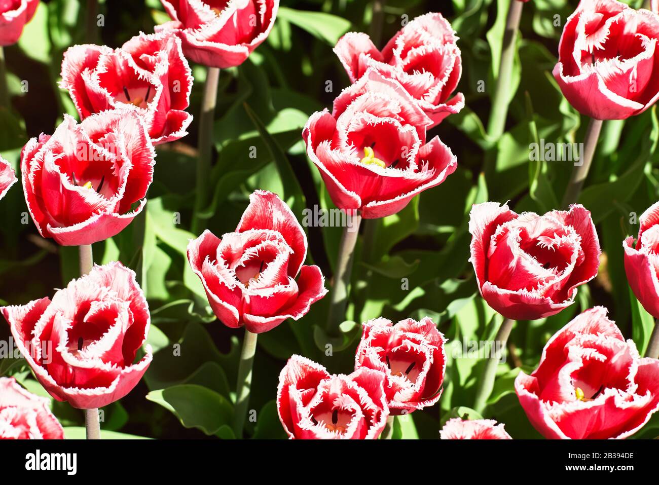 Tulipano rosso fiori fiorire in un campo tulipano al tramonto. Vista dall'alto. Sfondo natura Foto Stock