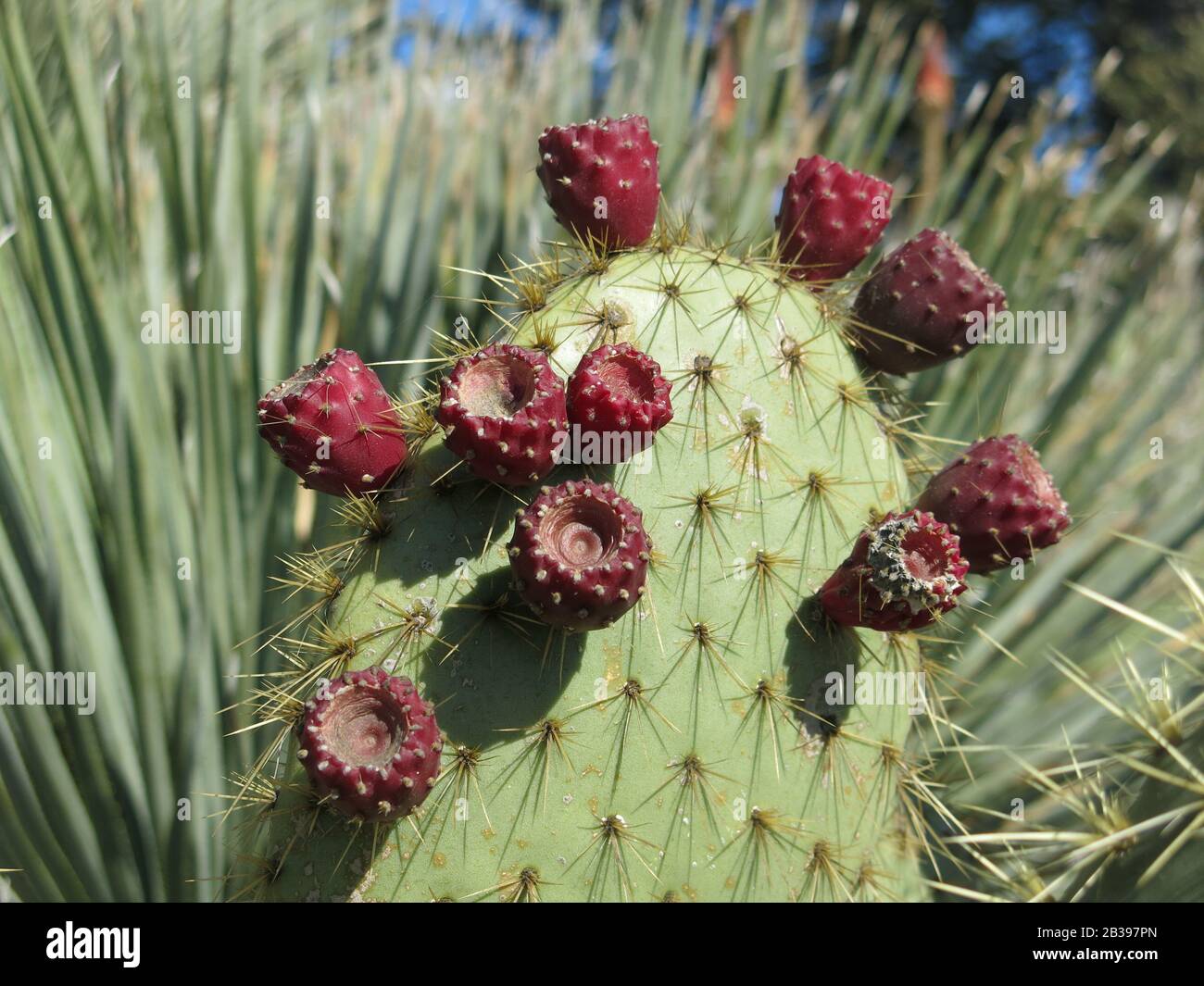 Primo piano dell'opuntia, o pianta di pero, con i suoi frutti rossi simili a lamponi, che crescono su una scogliera rocciosa nella Costa Azzurra. Foto Stock