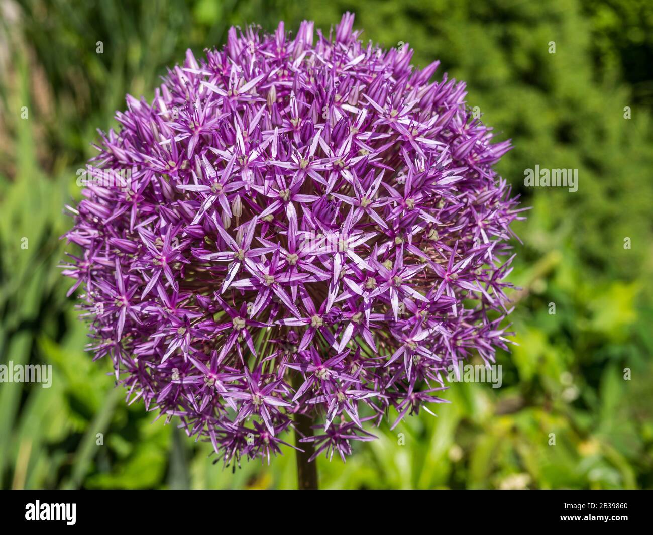 Palla viola Leek Allium aflatunense Foto Stock