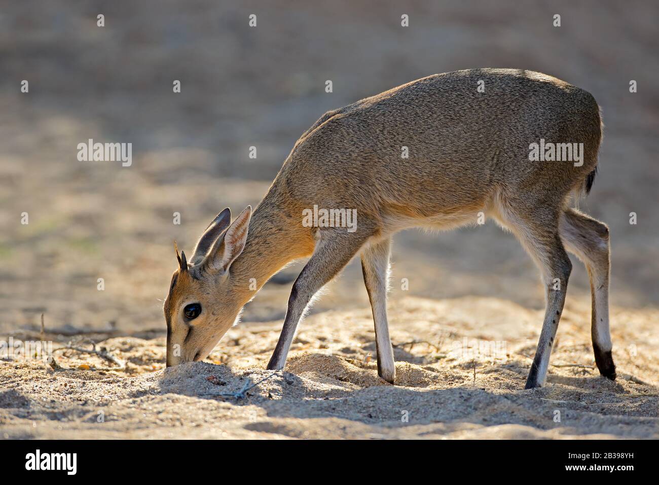 Alimentazione antilope duiker comune (Sylvicapra grimmia), Parco Nazionale Kruger, Sud Africa Foto Stock