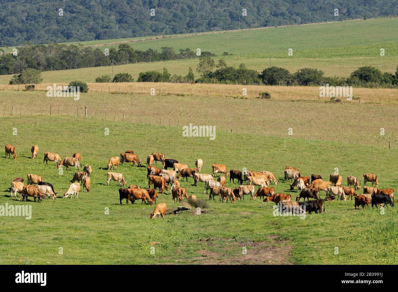 Vacche da latte pascolare su pascolo verde lussureggiante di una fattoria rurale, Sud Africa Foto Stock