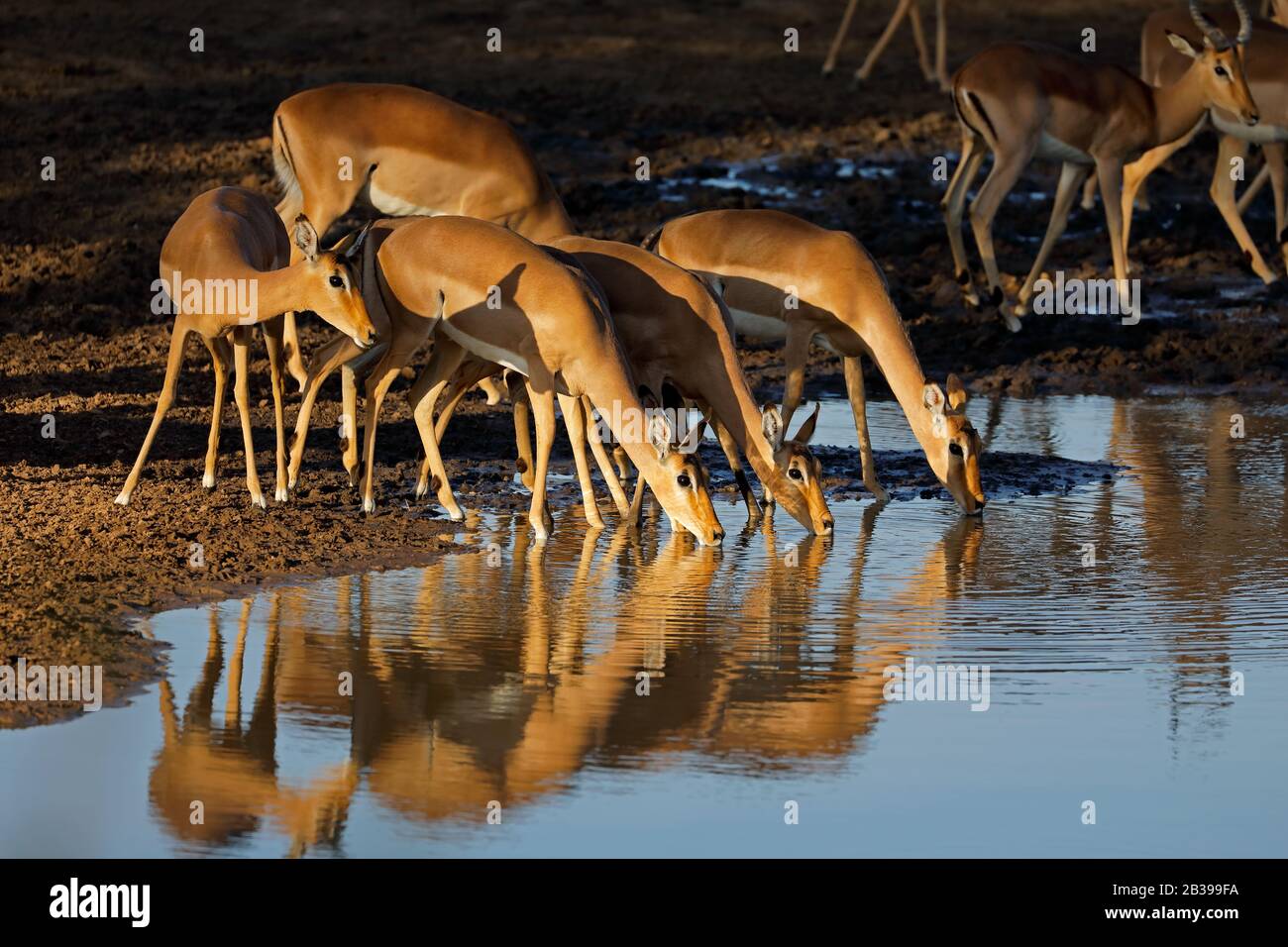 Impala antilopi (Aepyceros melampus) acqua potabile alla luce del tardo pomeriggio, Kruger National Park, Sudafrica Foto Stock