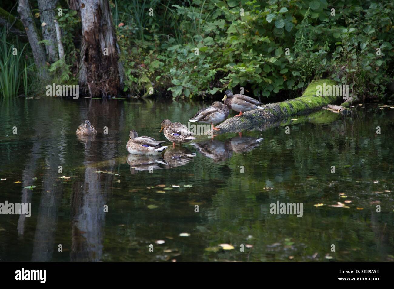 Krutynia - rafting sul fiume Krutynia Foto Stock