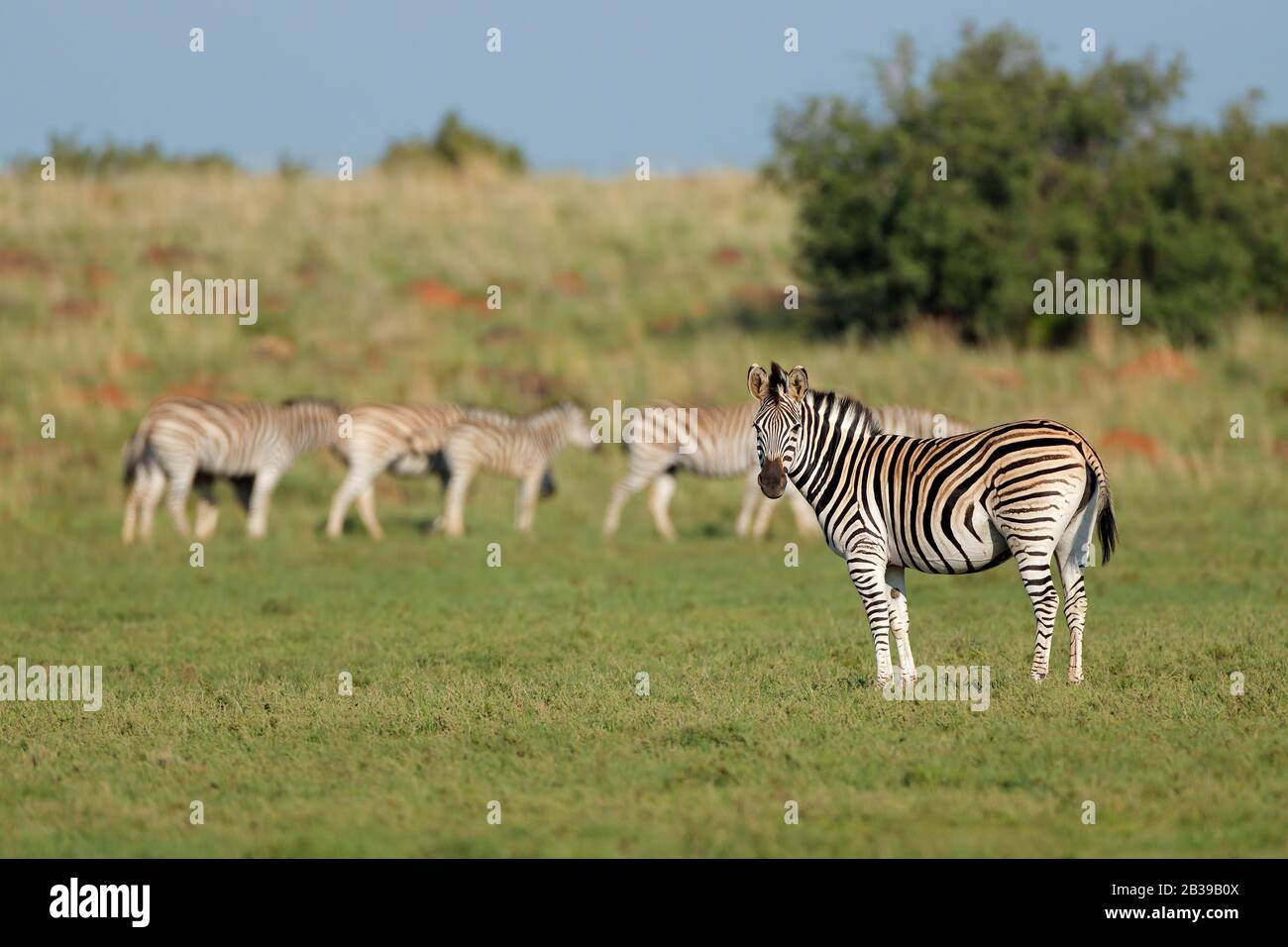 Mandria di zebre pianure (Equus burchelli) in habitat naturale, Sud Africa Foto Stock