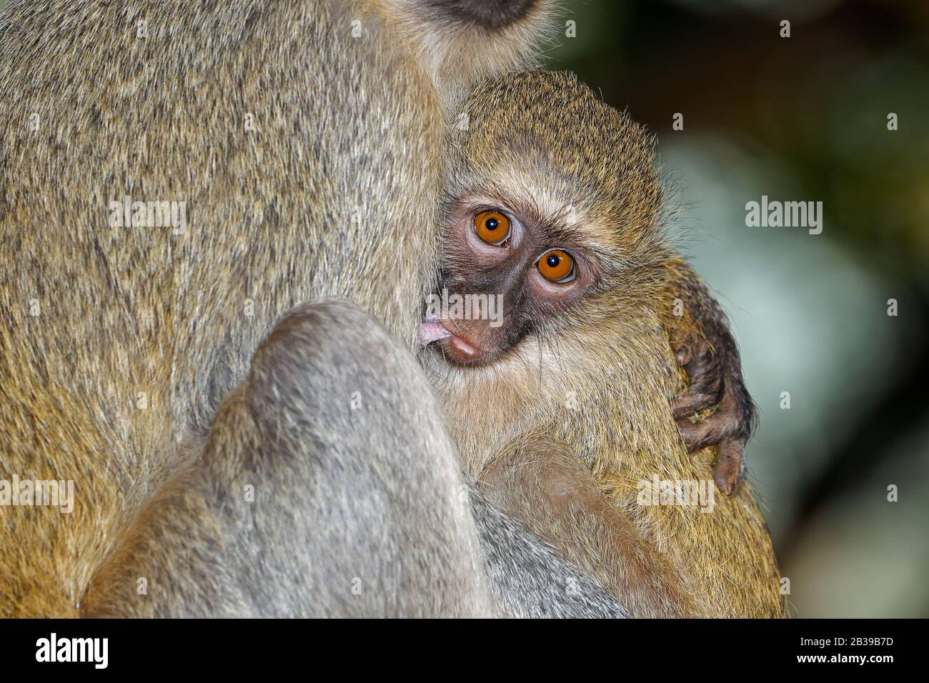 Succhia la scimmia del vervet del bambino (Cercopithecus aethiops) con la relativa madre, Parco nazionale del Kruger, Sudafrica Foto Stock