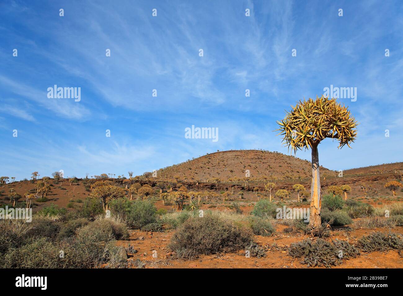 Paesaggio di montagna arido con alberi fremosi (dicotoma di Aloe), Capo Nord, Sud Africa Foto Stock