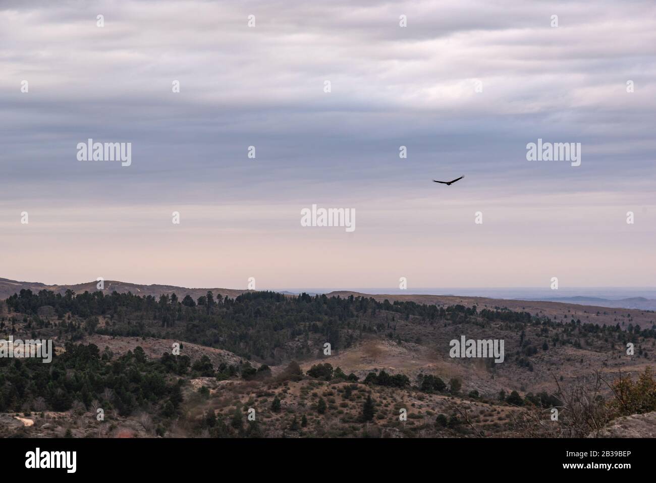 Avvoltoio nero, buzzardo o cote nere che volano su una valle con una catena montuosa sul retro Foto Stock