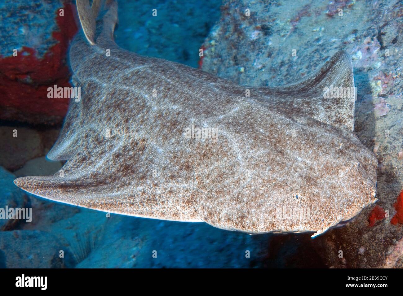 Engelhai, squalo angelo, (Squatina squatina) Foto Stock