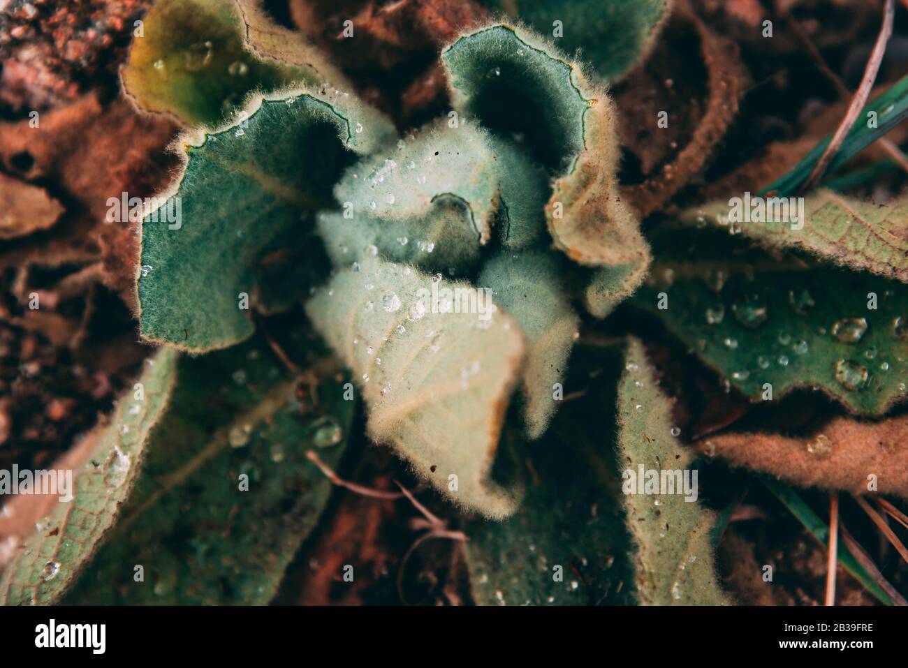 Piante autunnali sul terreno pieno di gocce di rugiada Foto Stock