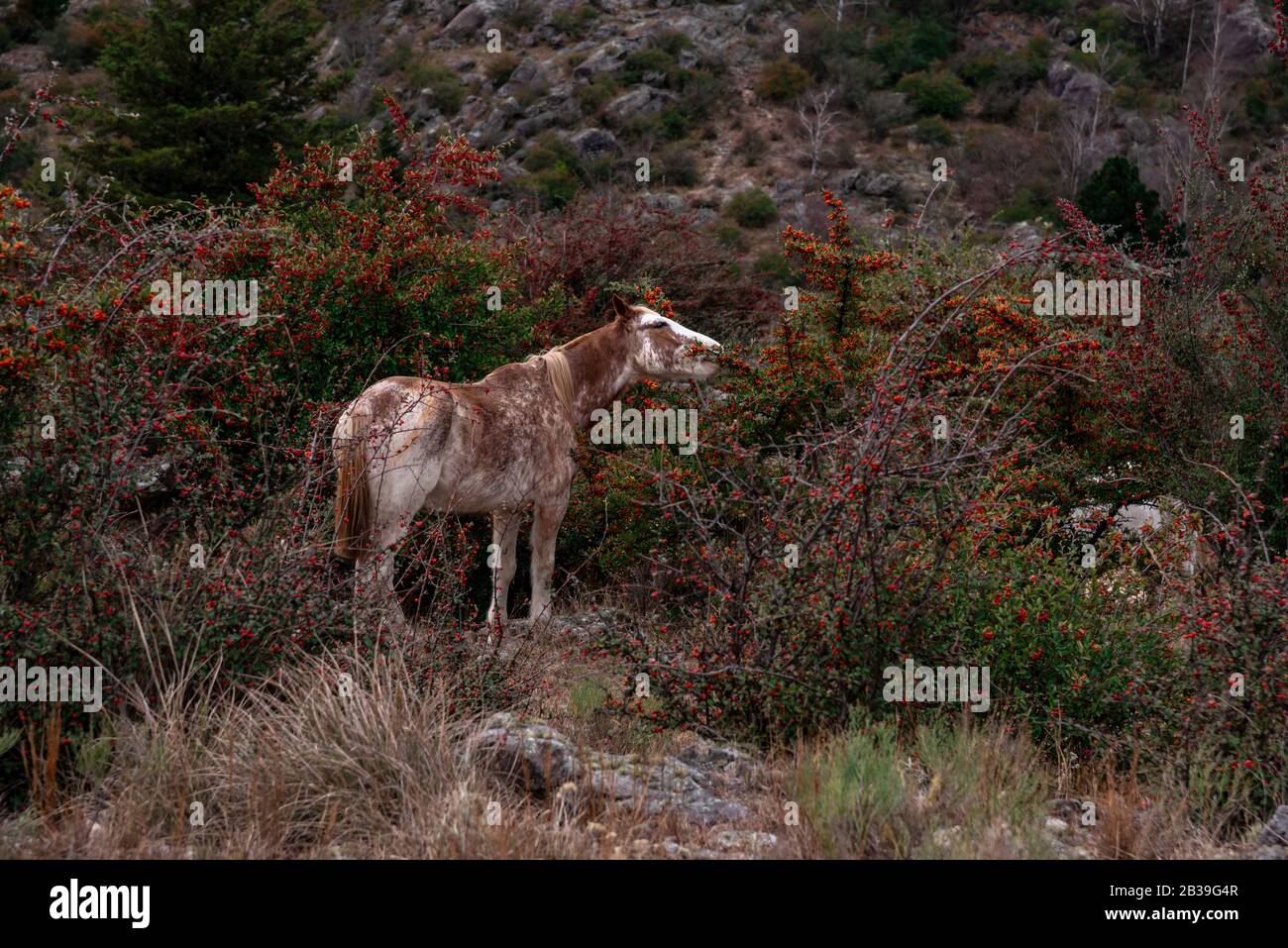 Un cavallo che mangia bacche rosse da un cespuglio, circondato da una flora diversa Foto Stock