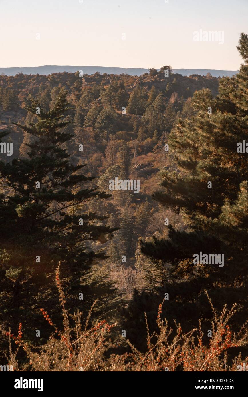 Veduta aerea di una valle, con una foresta con diversi tipi di alberi Foto Stock