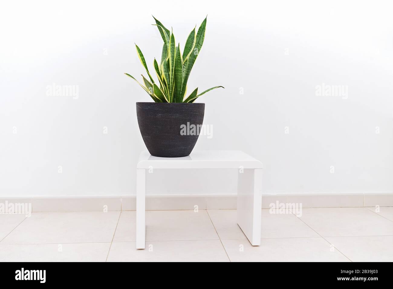 Sansevieria pianta in vaso di ceramica scura sta su tavola bianca. La routine domestica e la cura del concetto degli impianti interni. Concetto di giardinaggio domestico Foto Stock