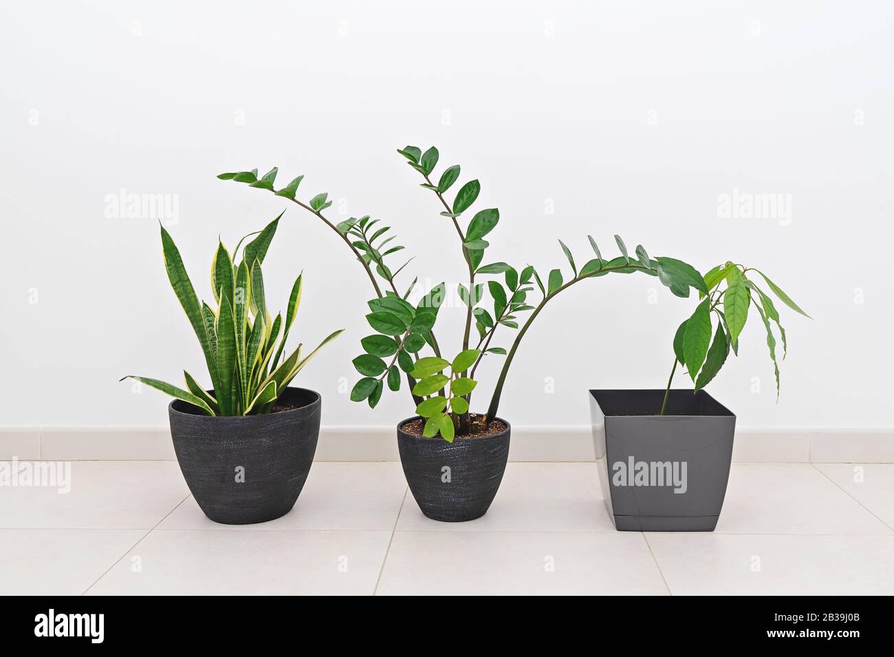 Zamioculcas e Sansevieria, avocado piante in vaso contro muro bianco, interno. Arredamento casa concetto interno con piante naturali casa. Concetto di giardinaggio domestico Foto Stock