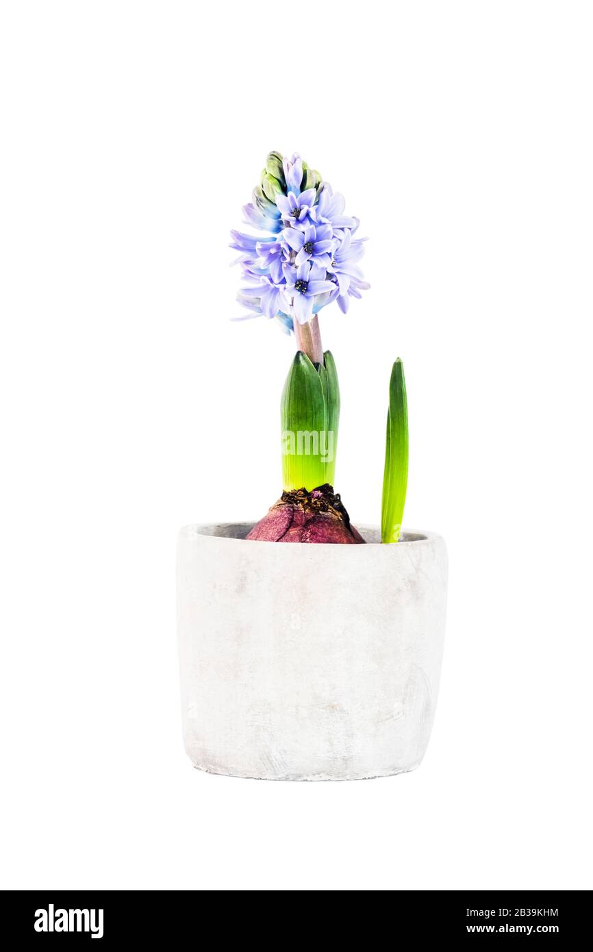 Giacinto blu in pentola floreale isolate su sfondo bianco Foto Stock