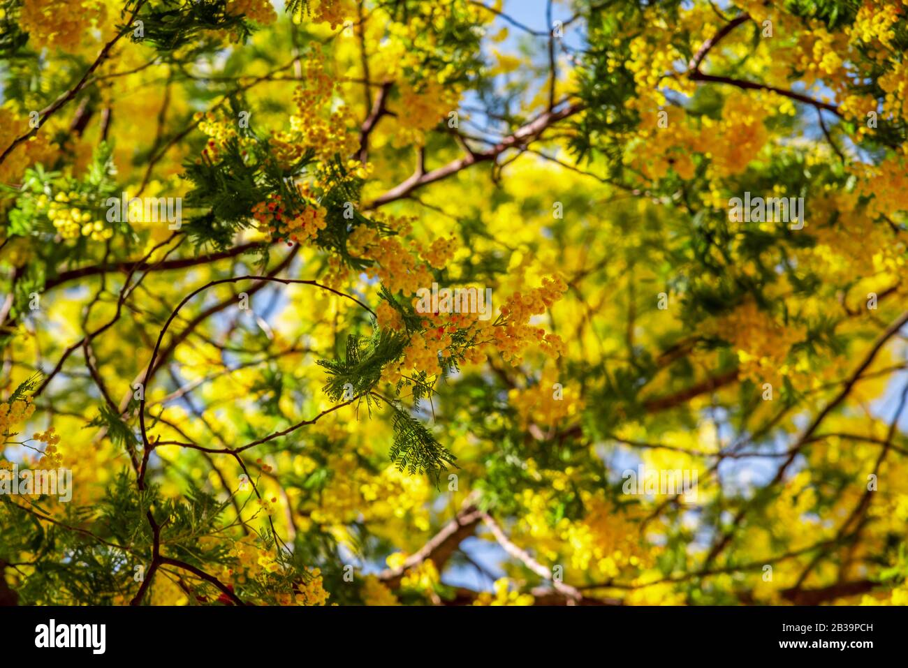 Piccoli fiori gialli con tessuto di cotone su un ramo di un albero Foto Stock