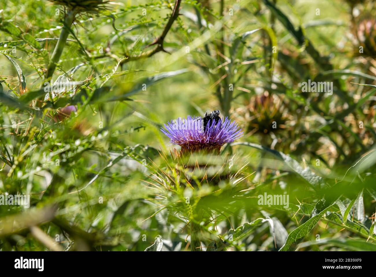 Primo piano di distole fiorite che si muovono con il vento e un'ape bumble che raccoglie polline Foto Stock