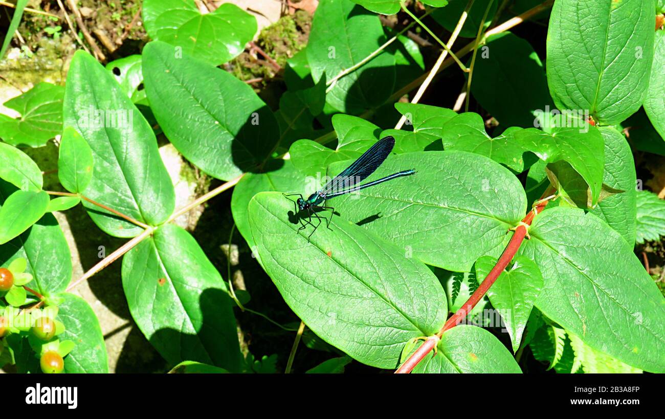 Dragonfly su una foglia nel cespuglio Foto Stock