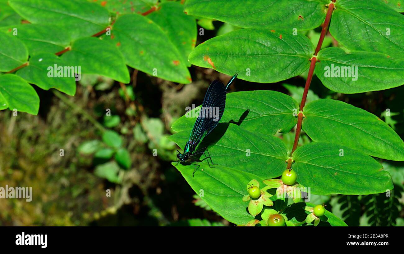 Dragonfly su una foglia nel cespuglio Foto Stock