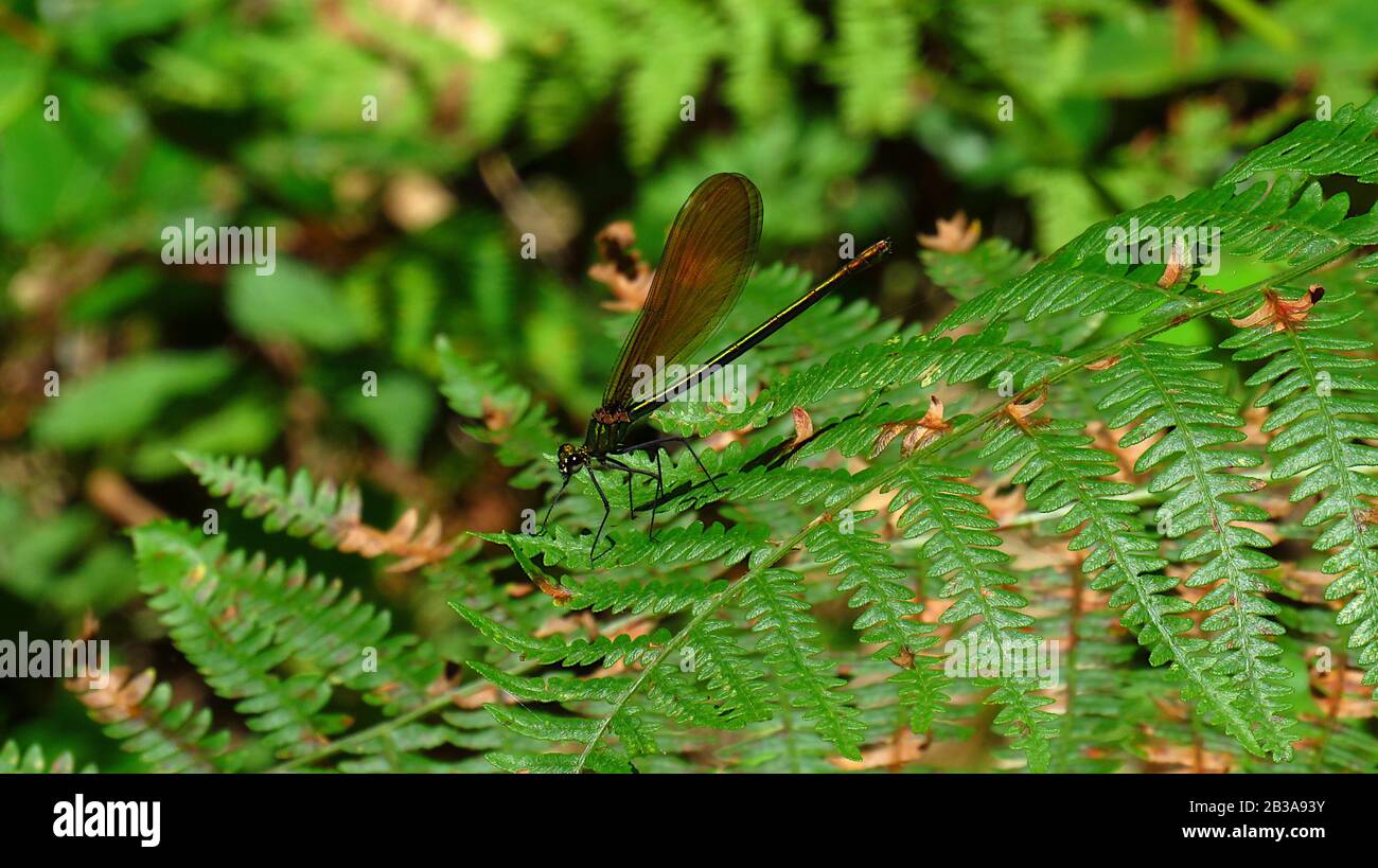 Dragonfly su una foglia di felce nel cespuglio Foto Stock