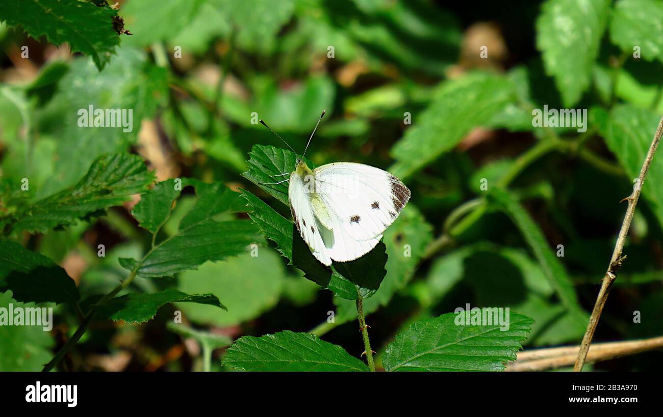 Farfalla bianca con punti neri nella boccola Foto Stock
