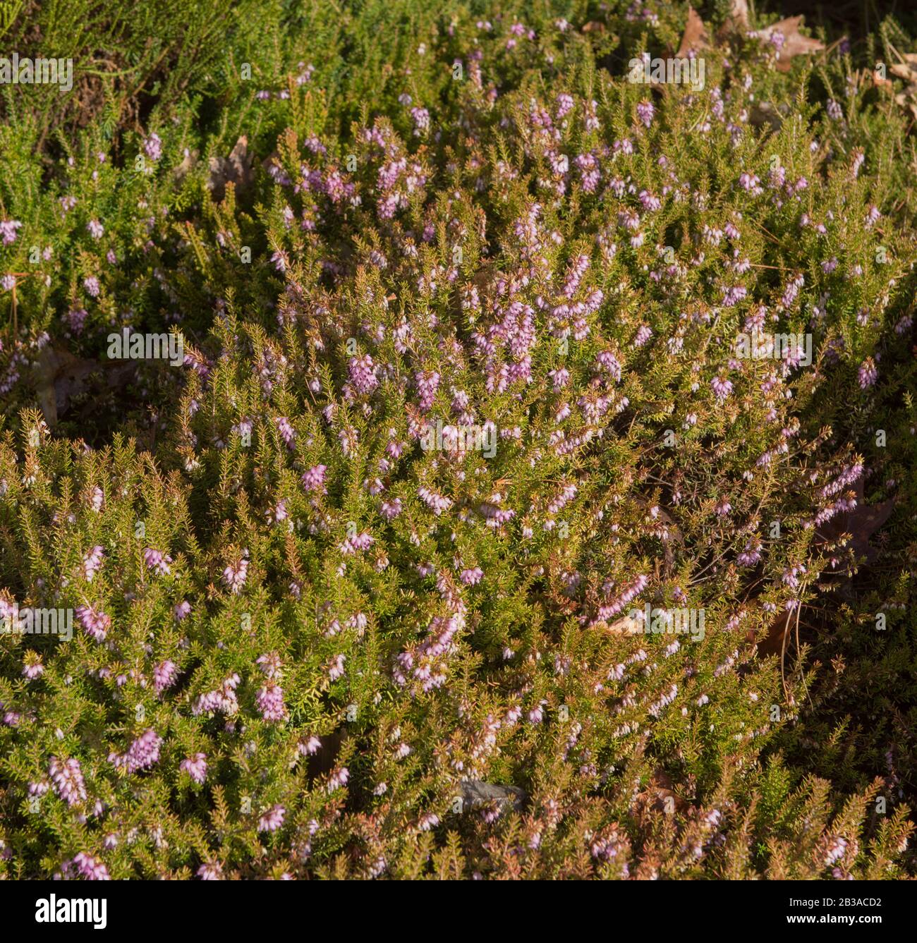 Winter Flowering Evergreen Heather (Erica x darleyensis F. aureifolia 'Jack H Brummage') in un giardino Roccioso nel Devon rurale, Inghilterra, Regno Unito Foto Stock