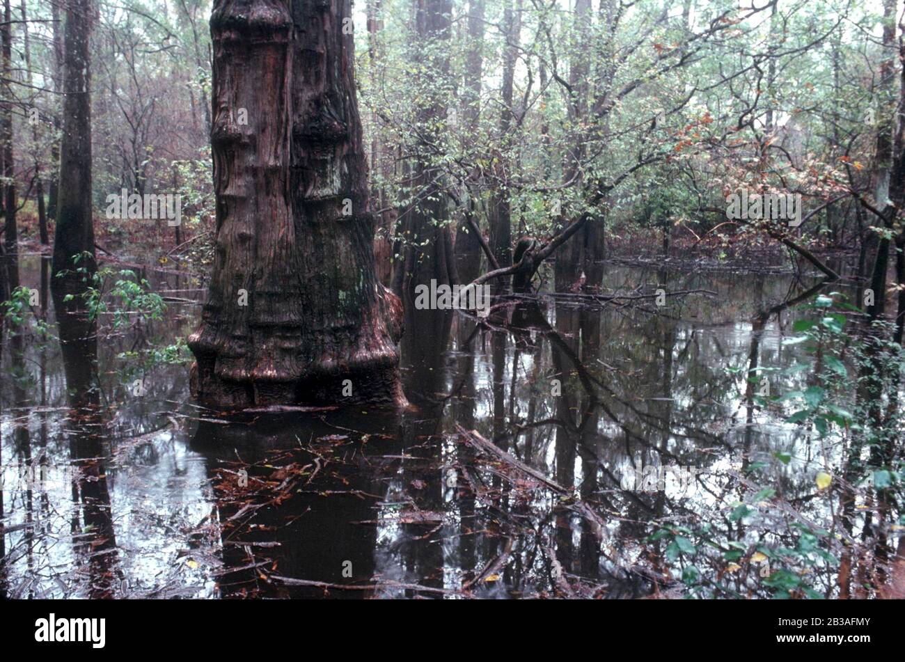 Tronco di grande cipresso su Turkey Creek nella Riserva Nazionale Big Thicket nel Texas orientale. ©Bob Daemmrich Foto Stock