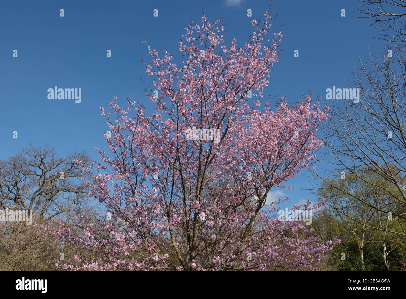 Fioritura primaverile dell'albero Ciliegio di Sargent (Prunus sgentii) in un Giardino Country Cottage nel Devon rurale, Inghilterra, Regno Unito Foto Stock