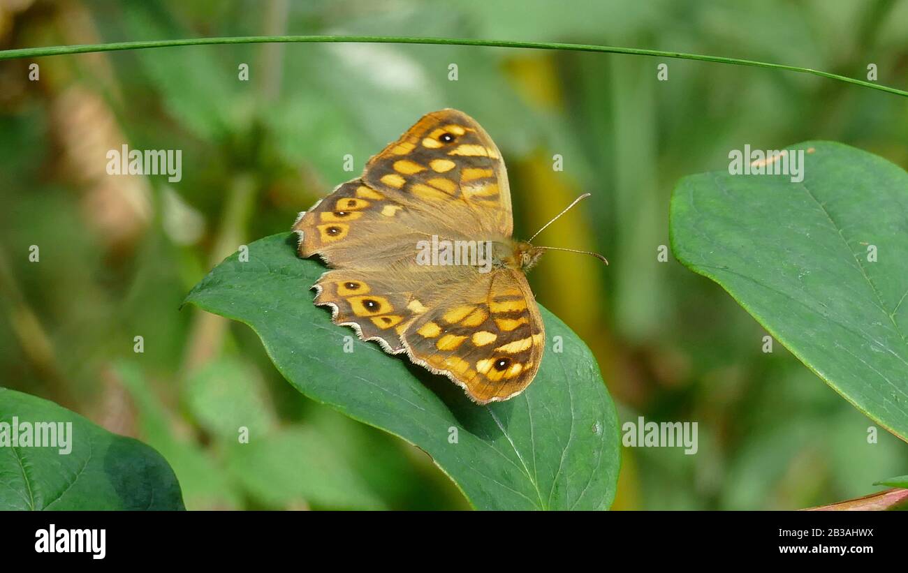 Farfalla in toni marroni su una foglia nel cespuglio Foto Stock