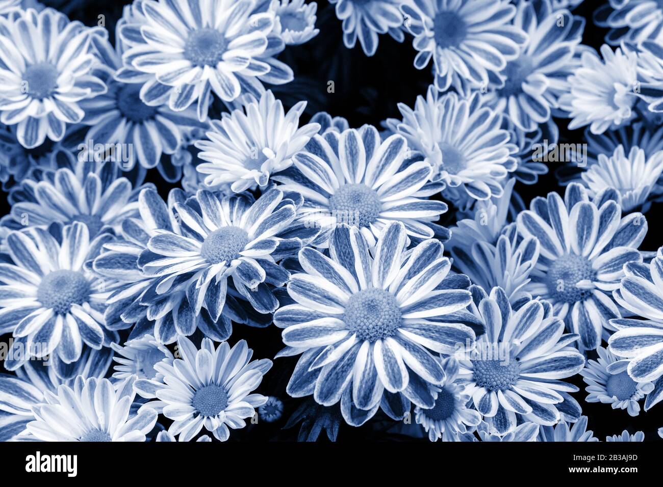 Cespuglio classico crisantemo blu fiore, vista dall'alto. Bouquet luminoso a due tonalità di crisantemi freschi in fiore in natura, un letto fiorito con gar decorativo Foto Stock