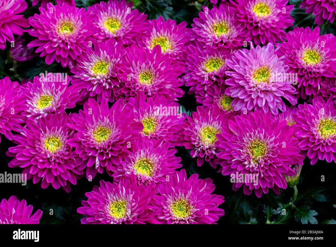 Crisantemo fiore rosa brillante primo piano, sfondo sfondo sfondo disegno. Crisantemo morifolium molti petali di un colore magenta brillante Foto Stock