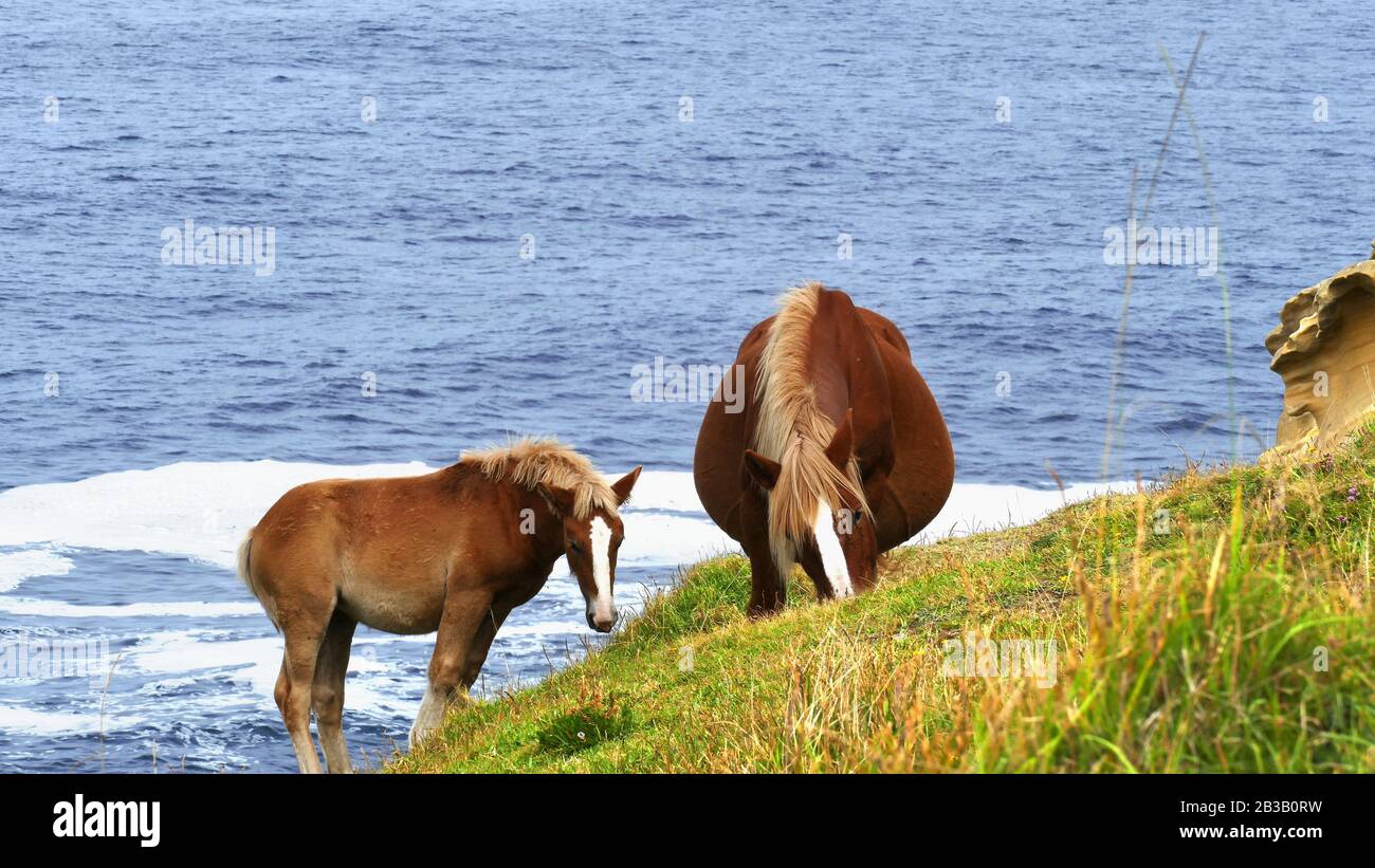 Cavallo volato e marrone che pascolano nel cespuglio Foto Stock