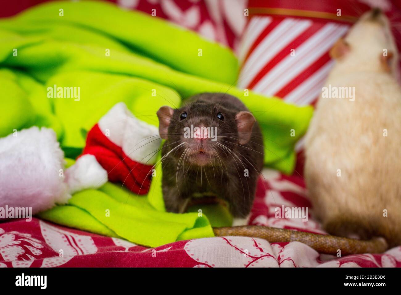 Ratti fantasia tema di Natale con scatola regalo Foto stock - Alamy