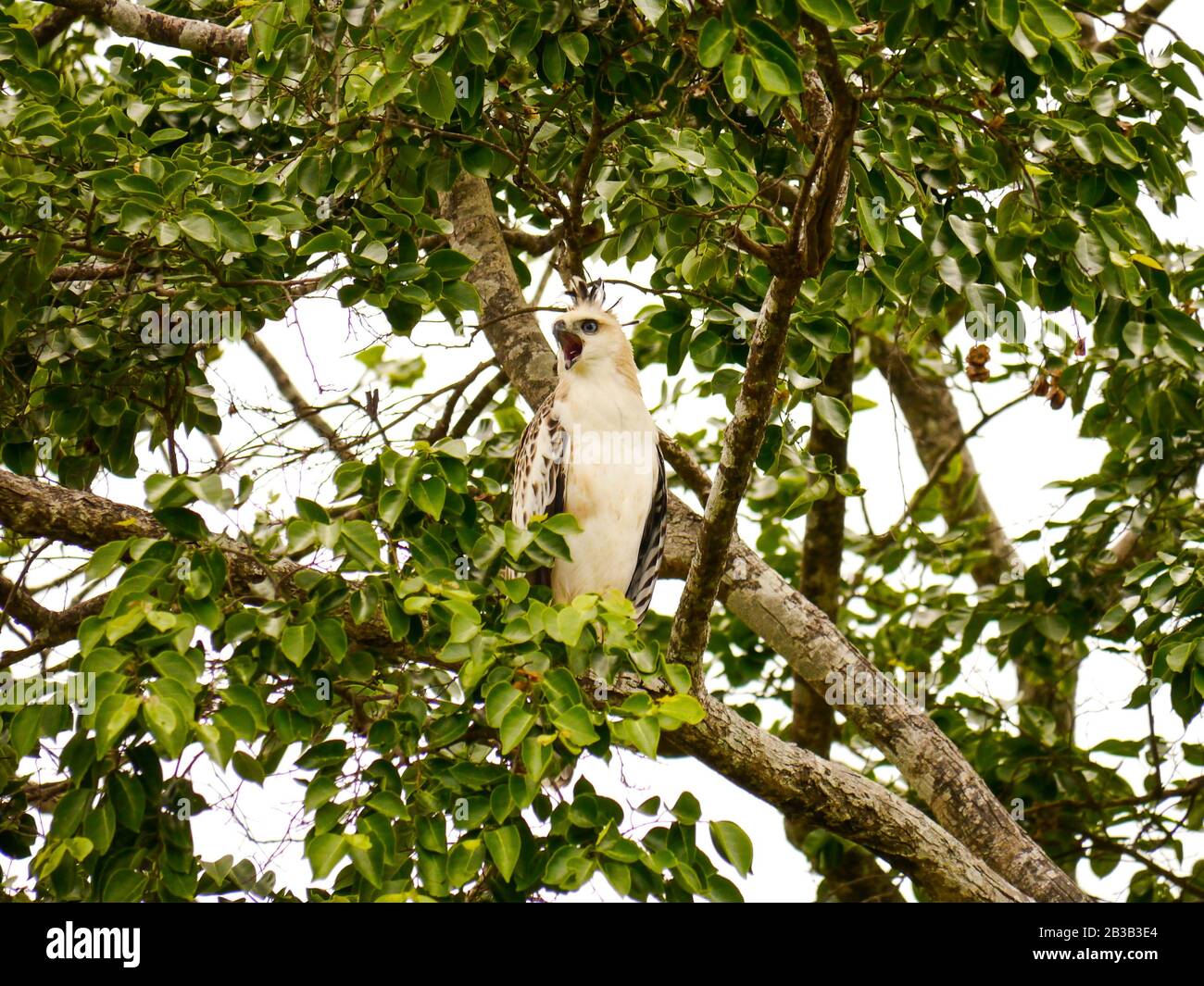 Il falco-aquila mutevole o falco-aquila (Nisaetus cirrhatus) seduto su un ramo di albero e grida in Udawalawe Nationalpark Foto Stock