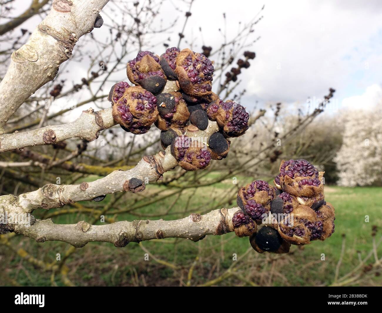 Violette Blütenknospen einer Gemeinenoder Gewöhnlichen Esche (Fraxinus excelsior), im Hintergrund eine Streuostwiese, Weilerswist, Nordrhein-Westfalen Foto Stock