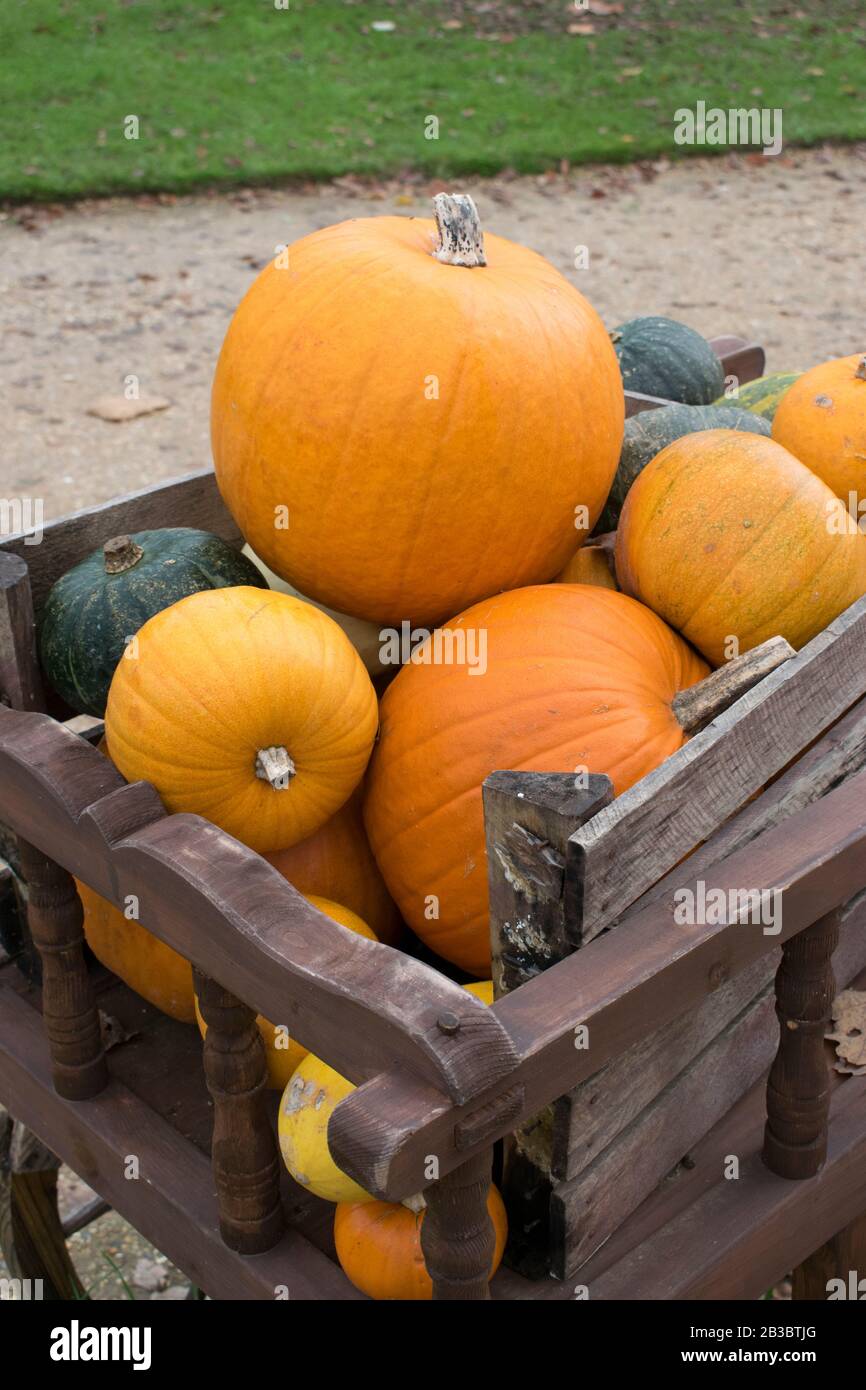 Cassa piena di zucche Foto Stock