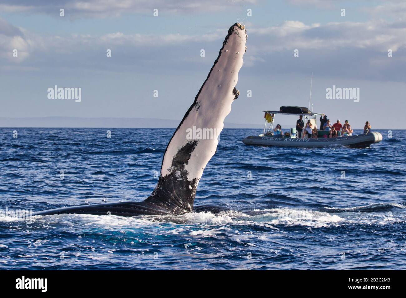 Divertente humpback che si estende verso la pinna pettorale verso una barca di avvistamento di balene a Lahaina a Maui. Foto Stock