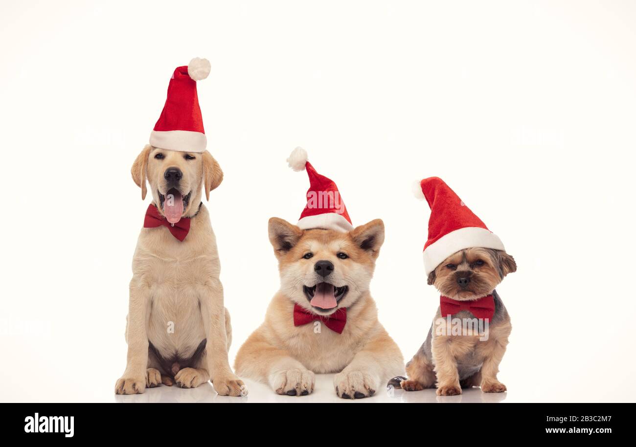 tre piccoli amici cani di babbo natale che celebrano il natale su sfondo bianco Foto Stock