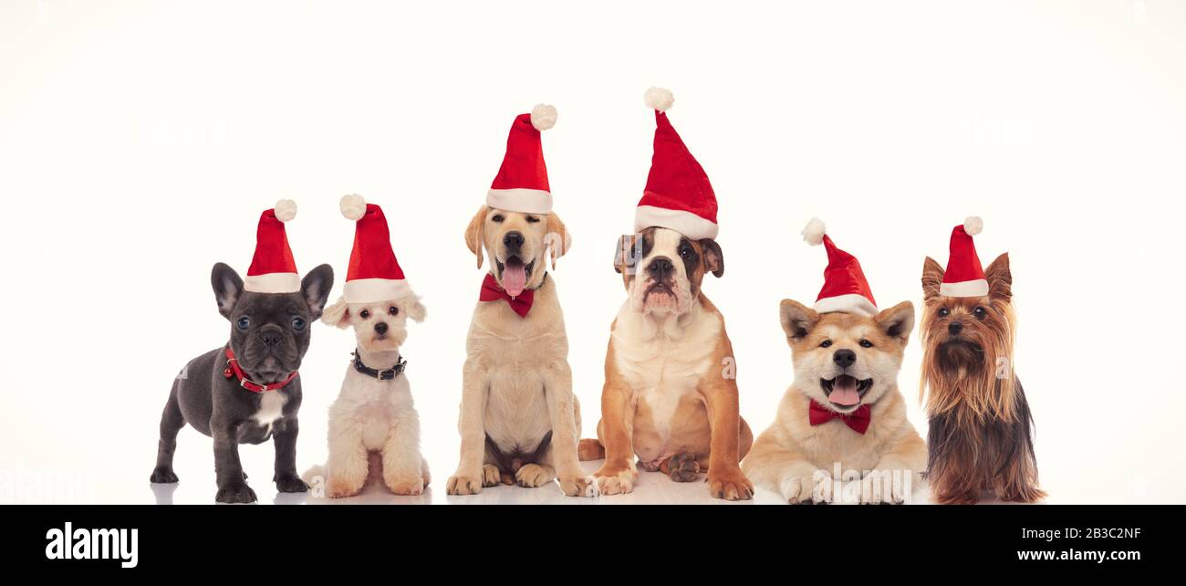 6 cani felici che celebrano il natale insieme su sfondo bianco Foto Stock
