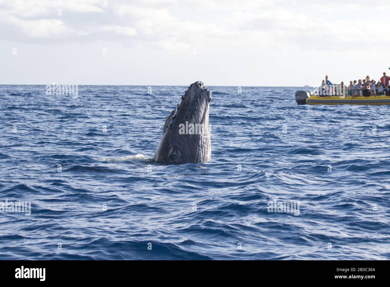 Il primo piano di un chiodo di balena che si rompe a un'imbarcazione per avvistare le balene. Foto Stock