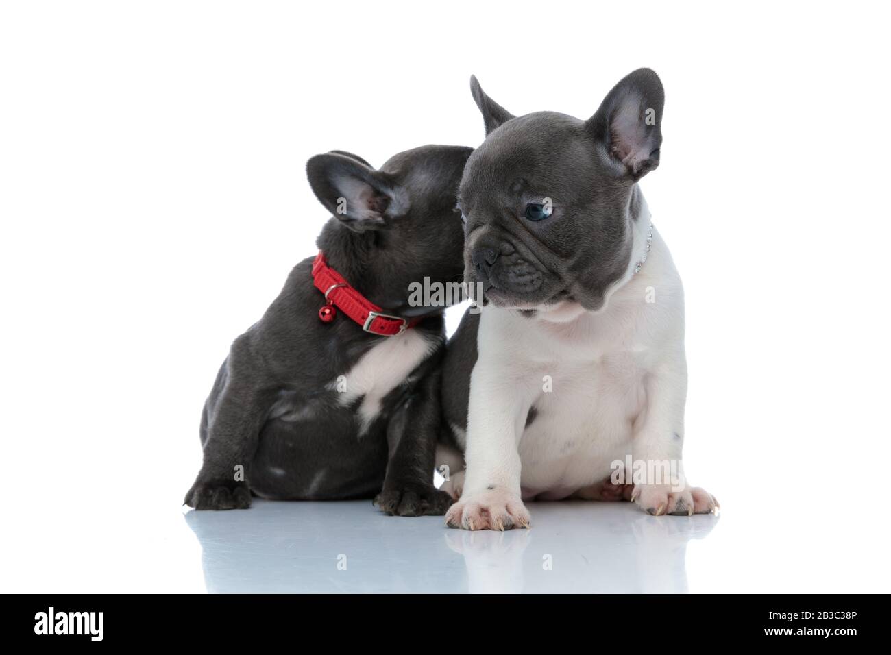 Due graziosi cuccioli francesi di bulldog che baciano e sniffano mentre si siedono fianco a fianco su sfondo bianco studio, indossando collari rossi Foto Stock