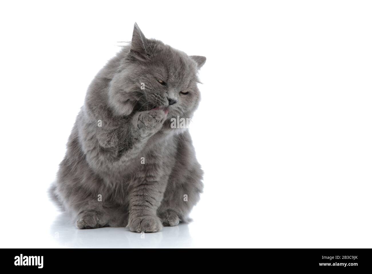 piccolo gatto inglese longghair con pelliccia grigia seduta e leccare la  sua zampa su sfondo bianco studio Foto stock - Alamy