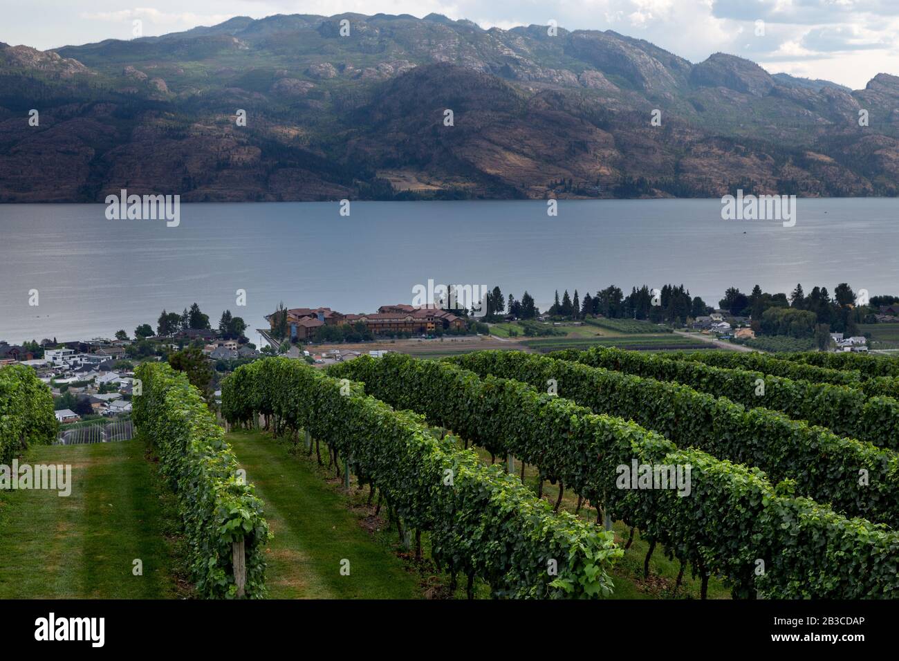 Vigneto che domina una suddivisione Okanagan Lago Kelowna British Columbia Canada in estate Foto Stock