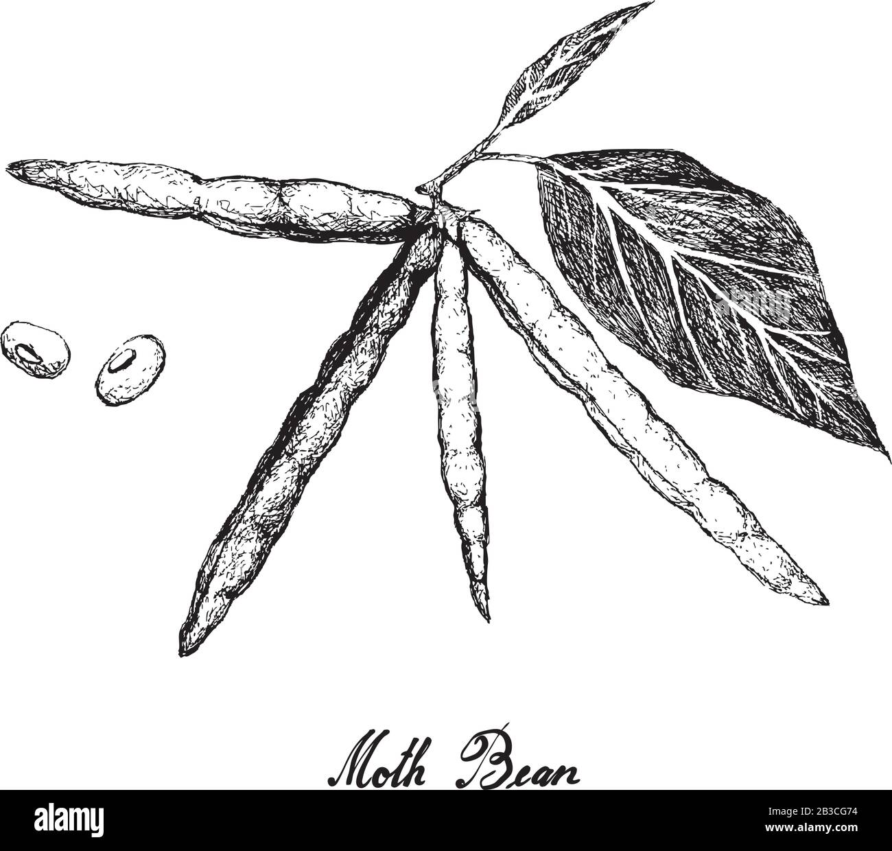 Verdure Ed Erbe, Illustrazione Di Schizzo Disegnato A Mano Moth Bean Pianta E Pod, Buona Fonte Di Fibra Dietetica, Vitamine E Minerali. Illustrazione Vettoriale