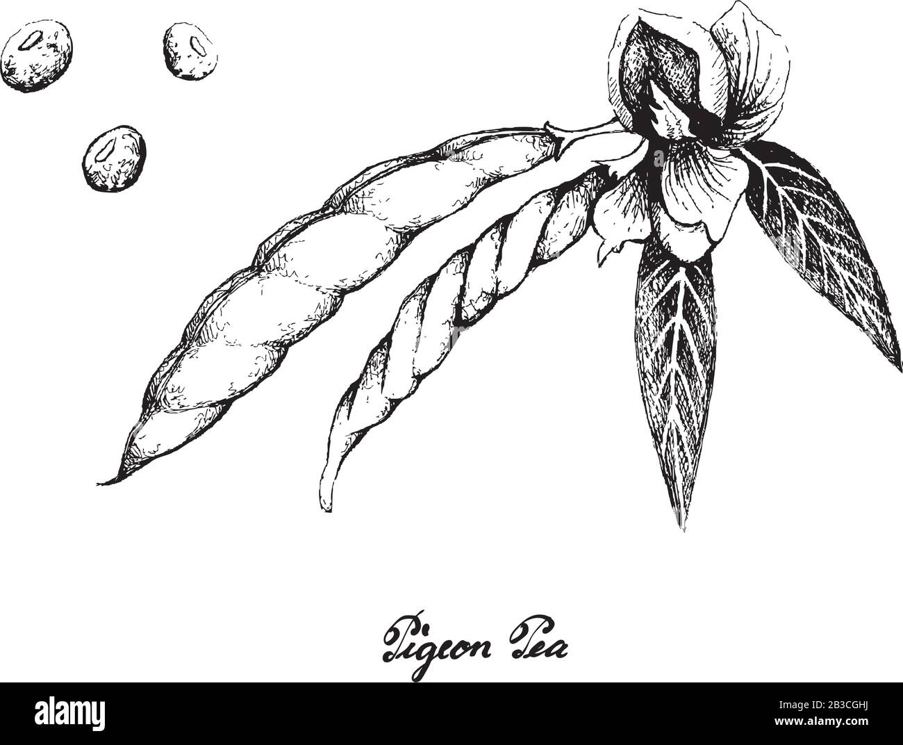 Vegetale, Illustrazione Di Schizzo Disegnato A Mano Peone Fresco E Cajanus Cajan Pianta Con Pod Isolato Su Sfondo Bianco. Illustrazione Vettoriale