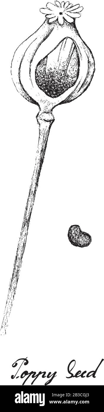 Illustrazione Del Poppy Pod Disegnato A Mano E Del Seme Isolato Su Sfondo Bianco. Illustrazione Vettoriale