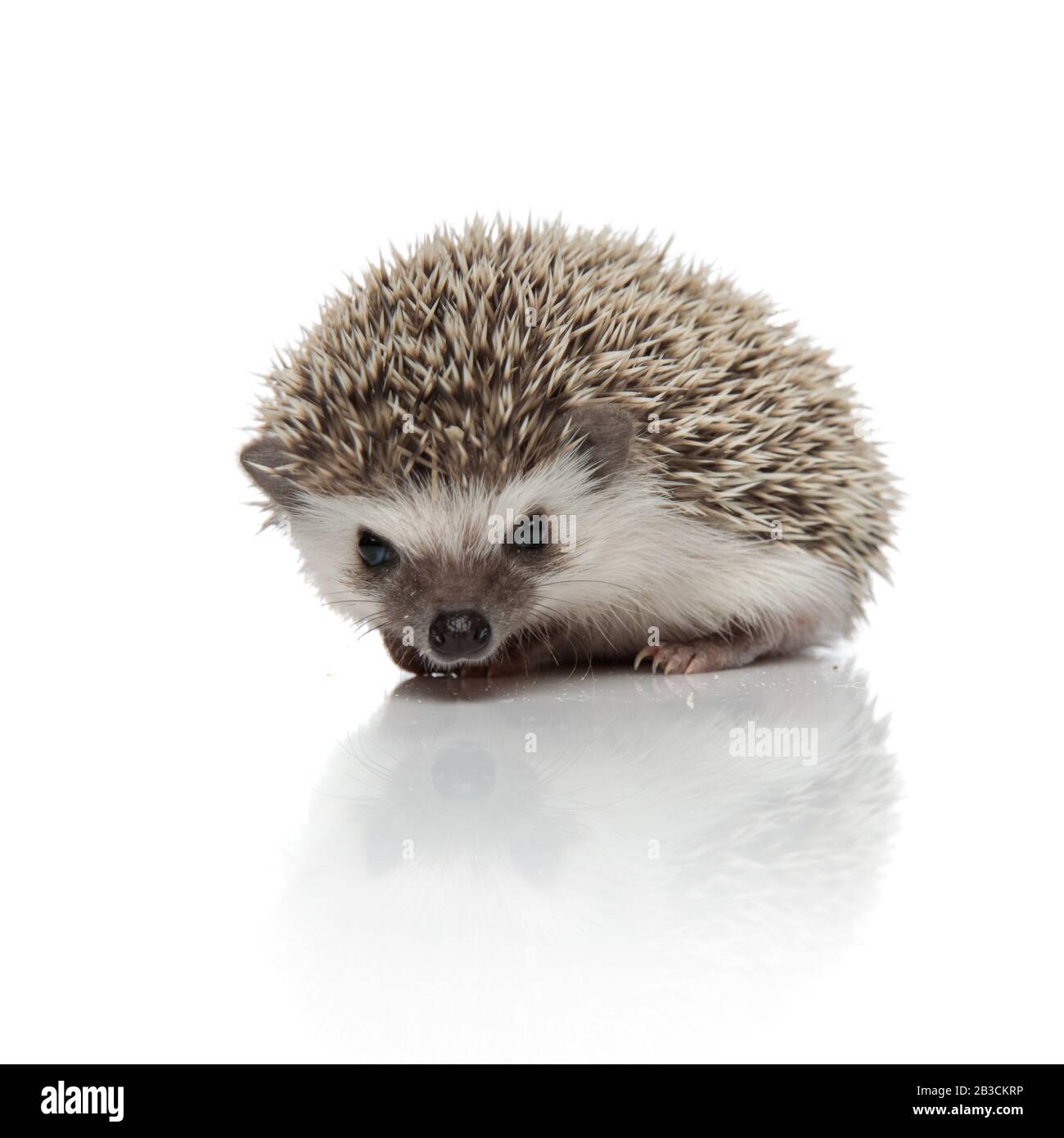 curiosa hedgehog sniffing e seduta isolato su sfondo bianco, corpo pieno Foto Stock