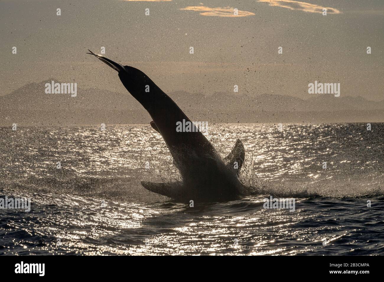 Bracconaggio Del Grande Squalo Bianco. Coda di squalo fuori dall'acqua. Nome scientifico: Carcharodon carcharias. Sudafrica. Foto Stock