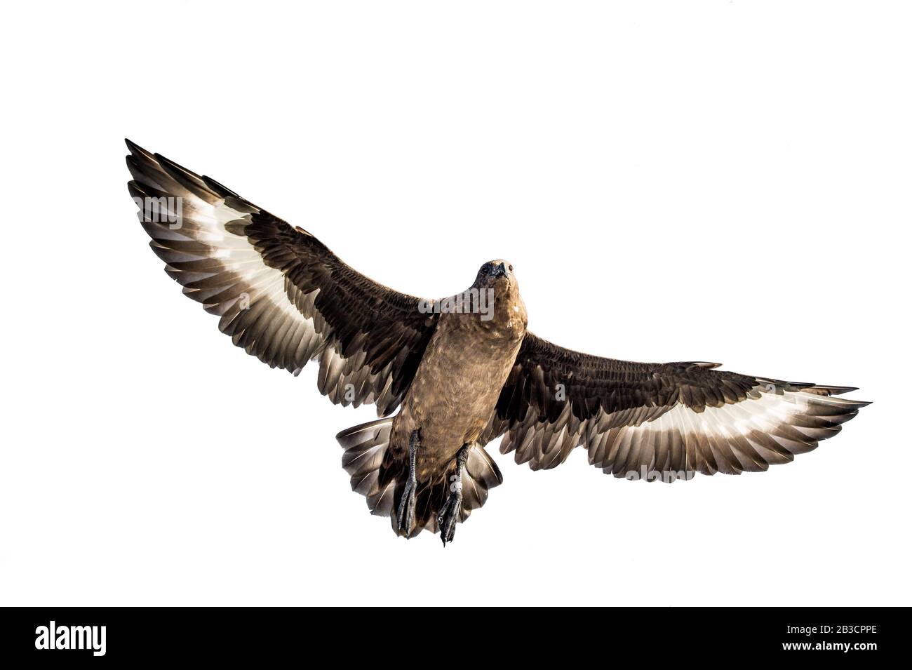 Grande Skua in volo. Vista dal basso su sfondo bianco. Nome scientifico: Catharacta skua. Foto Stock