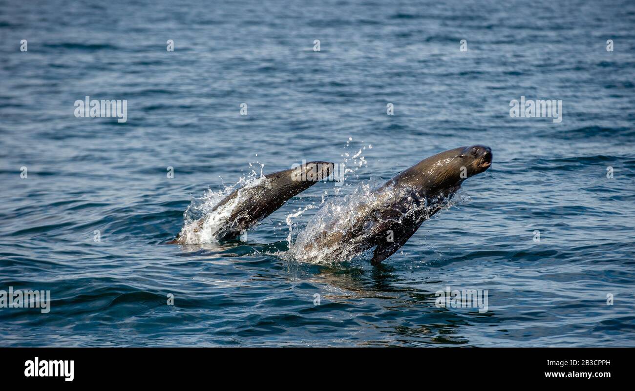 Le foche nuotano e saltano dall'acqua. Guarnizione in pelliccia di Capo jumping. Nome scientifico: Arctocephalus pusillus pusillus. Sudafrica. Foto Stock