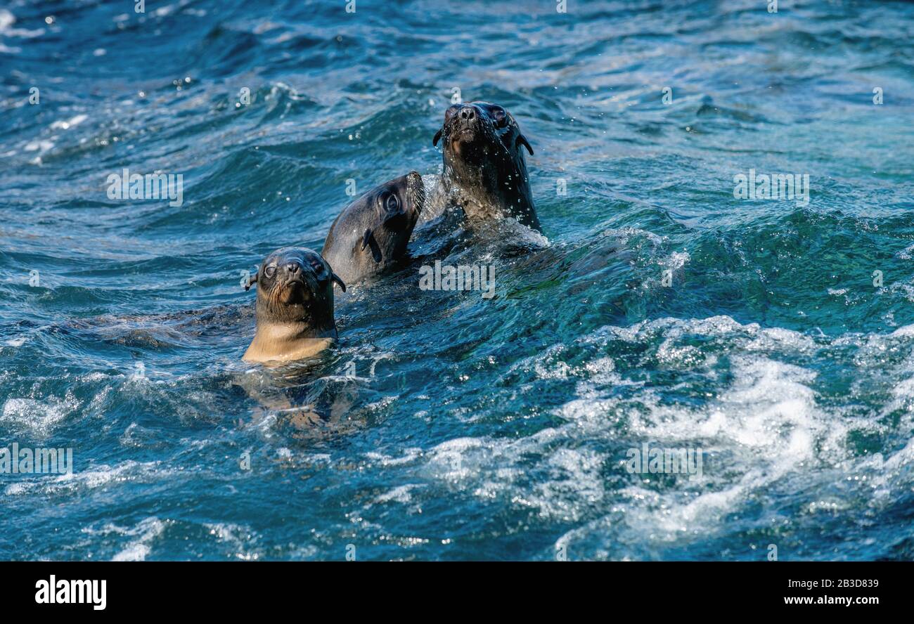 Le guarnizioni di tenuta di nuotare in acqua . Capo pelliccia sigillo, nome scientifico: Arctocephalus pusilus. Isola di tenuta, False Bay, Sud Africa . Foto Stock